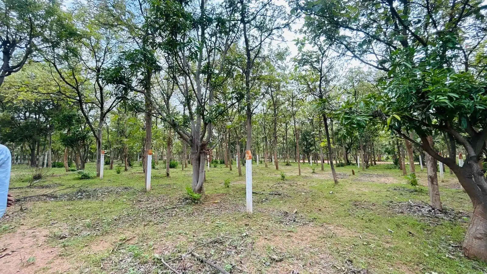 300 sq.yd plot for sale in Janaharsha Dream City Ibrahimpatnam